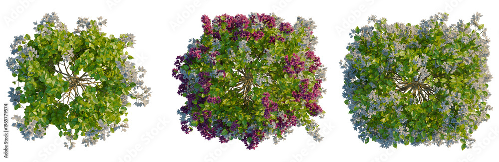 Obraz premium Bougainvillea glabra tree plan, top view, cutout, transparent background, isolate, Blooming purple lavender flowers field, fragrant landscape, botanical floral backdrop, nature beauty
