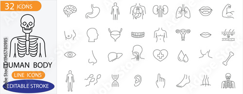 Human Internal Organs and Anatomy Line Icon Set - 32 Editable Stroke Vector Icons of Body Parts, Skeleton, and Biological Systems for Medical and Health Design.
