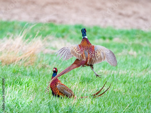 Pheasant males are fighting in during mating season