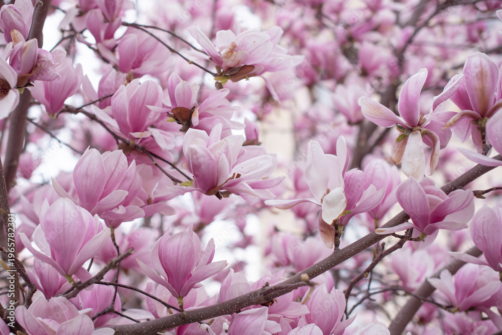 Fototapeta premium Magnolia tree branches adorned with vibrant pink flowers. The blossoms are in full bloom, showcasing delicate petals against a soft background.