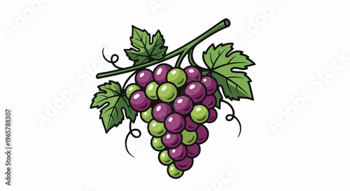 A cluster of ripe grapes, both green and purple, hangs from a vine