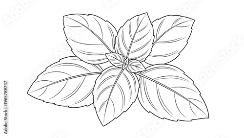 Clean black and white line art illustration of fresh basil leaves gathered in a bunch for culinary and botanical design.