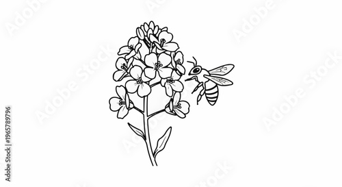 Line drawing of a bee approaching a cluster of flowers on a stem
