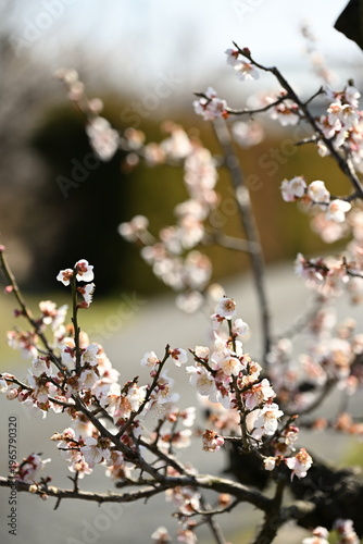春を告げる梅の木（新潟県新潟市江南区）