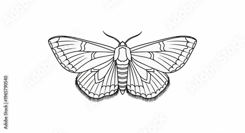 Detailed black and white line drawing of a moth with intricate wing patterns and fuzzy edges