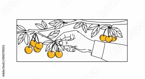 Hand reaching for ripe cherries hanging from a leafy branch