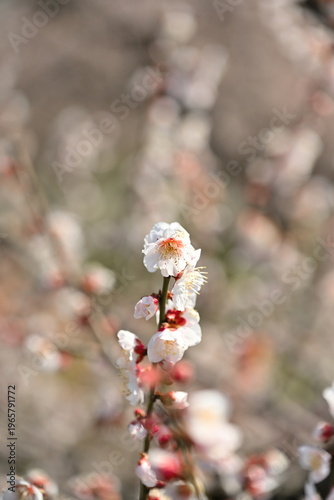 春を告げる梅の木（新潟県新潟市江南区）