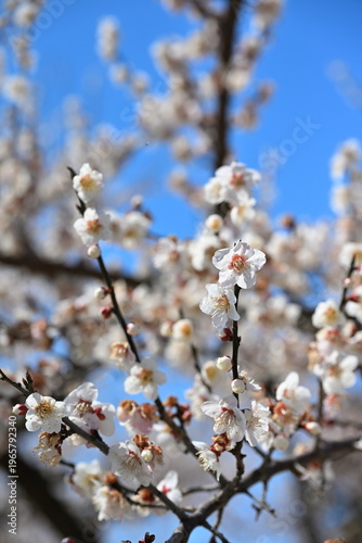 春を告げる梅の木（新潟県新潟市江南区）
