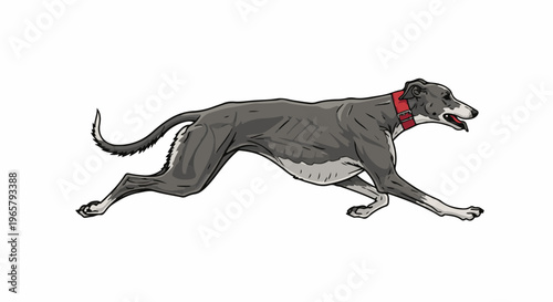 A lean, grey dog with a red collar sprints with its mouth open