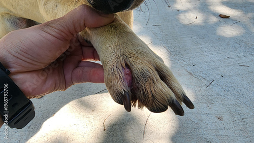 Injuries or wounds on a dog's paws, infections, or skin diseases: Inflammation can be caused by bacteria, fungi, tick bites, fleas, or mites.