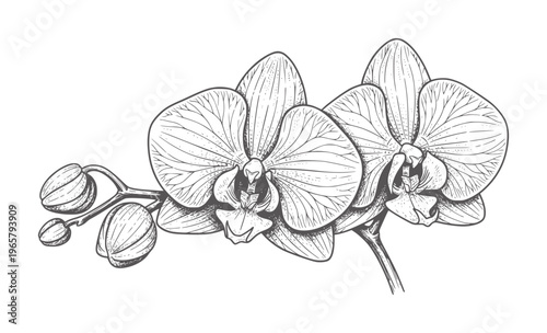 Black and white of two orchid flowers and buds botanical