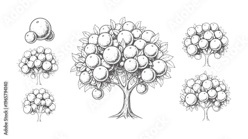 Hand drawn of fruit trees with oranges and leaves