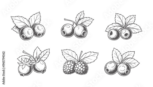 Six hand drawn berry with leaves white fruit leaf vintage natural