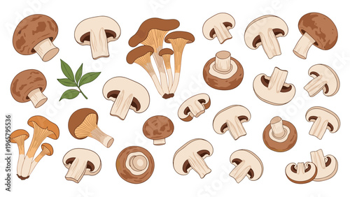 Comprehensive set of various edible mushroom species including whole, sliced, and grouped fungi for culinary or botanical illustration.
