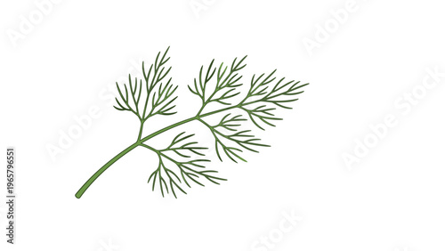 Simple hand-drawn illustration of a fresh green sprig of dill herb for culinary, cooking, or botanical themed projects.