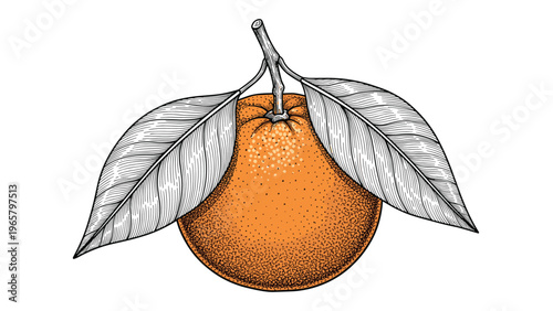 Artistic engraving of an orange fruit with two leaves featuring a splash of orange color for a fresh and natural look.