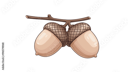 Beautiful illustration of two brown acorns hanging from a small twig against a clean white background area in autumn.