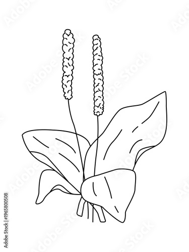 Plantain herb with ribbed leaves and two flower spikes drawn in clean contour lines