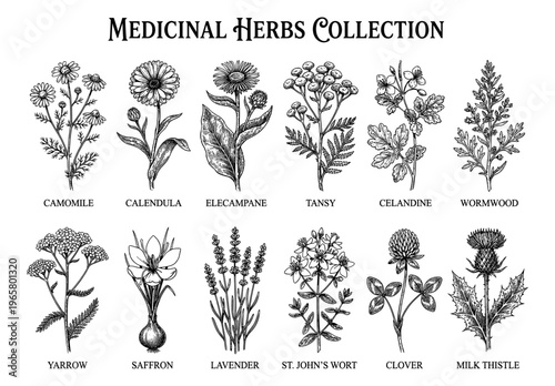  Medicinal herb set lavender camomile calendula saffron vintage engraving