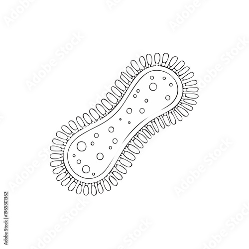 Detailed outline drawing of a rod shaped microorganism with surface appendages and internal circles
