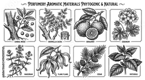 Perfumery botanical set sandalwood bergamot patchouli cedar vintage
