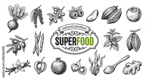 Superfood set with cocoa bean ginger pomegranate and goji berry sketch