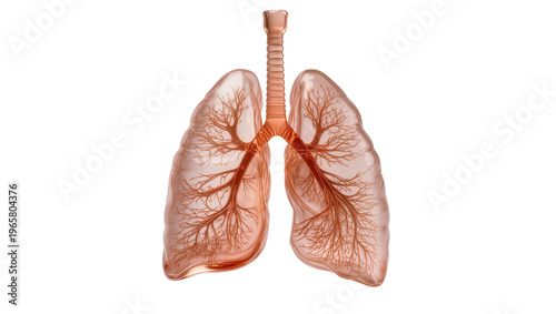 Fotografía Translucent lungs with intricate bronchial tree and trachea isolated on transpar