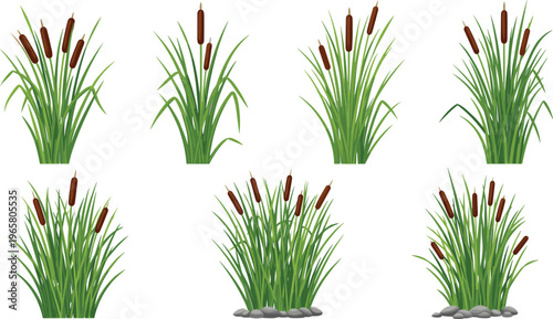 Cattail Reed Grass Plants Collection Marsh Wetland Vegetation Set with Green Leaves and Brown Bulrushes Vector Illustration