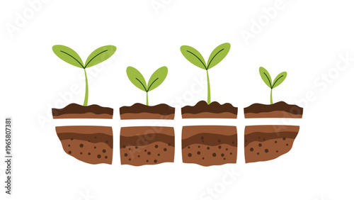 Four young green seedlings growing from soil in cross-section patches showing roots and leaves in early stages.