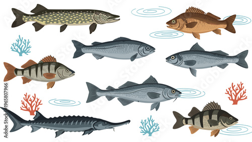 Set of various freshwater and saltwater fish species like pike, sturgeon, and perch swimming with coral and water ripples illustration.