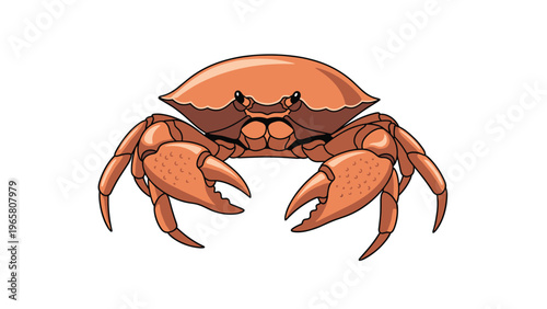Detailed illustration of an orange sea crab with large claws and multiple legs isolated on a white background for food or marine themes.
