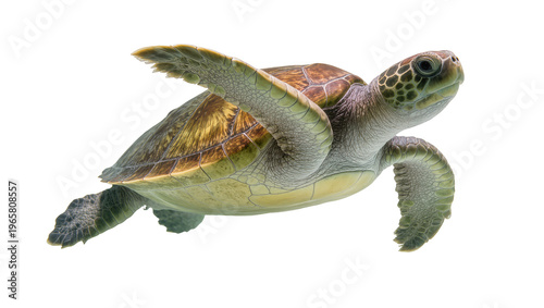 Fotografi Graceful green sea turtle with mottled brown-green carapace swimming, isolated o