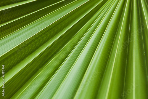 Tableau sur toile Green palm leaf texture