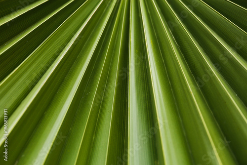 Green palm leaf texture background