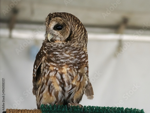 Photography Barred owl perched in captivity.