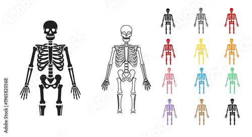 Illustrations of human skeletons in black, white, and various colors.