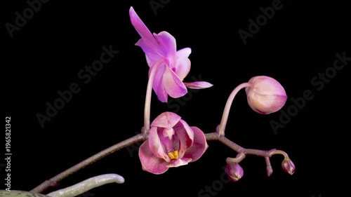 Orchid Blossoms. Blooming Violet Orchid Phalaenopsis Flower on Black Background. Time Lapse. 4K.