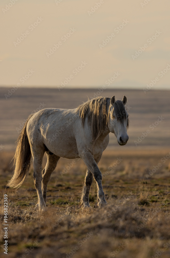 Obraz premium Wild Horse in the Utah Desert in Springtime