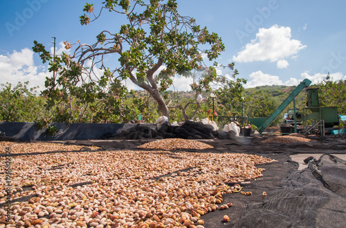 Pistachio harvest season