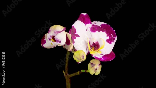Blooming White - Magenta Orchid Phalaenopsis Flower on Black Background. Time Lapse. 4K.
