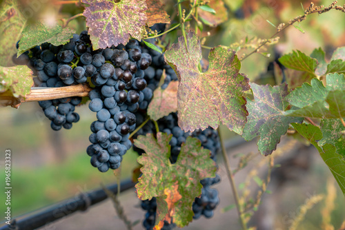 Red Wine Grapes hanging on the Vine. Ripe bunches of red grapes hang on the vine in a vineyard ready to be harvested. 
