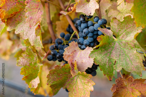 Lush Ripe Red Wine Grapes on Vines. Ripe bunches of red grapes hang on the vine in a vineyard ready to be harvested. 
