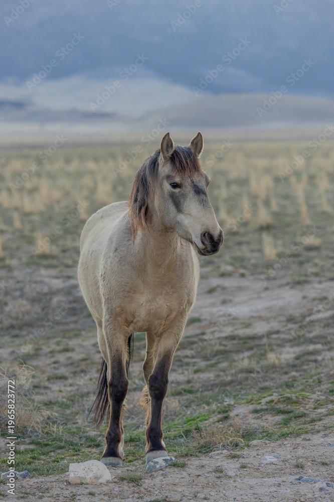Obraz premium Wild Horse in the Utah Desert in Springtime