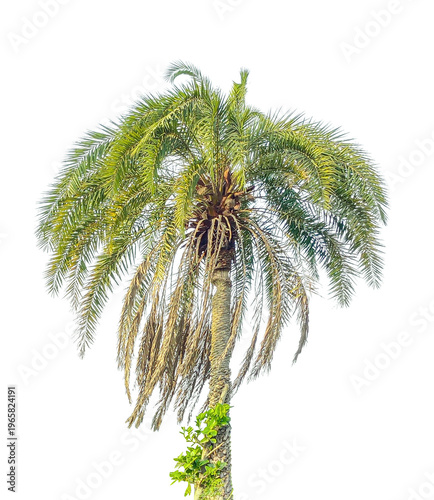 a old date palm,  Isolated tropical coconut palm tree with green leaves and a natural trunk featured on a white background for summer vacation and exotic nature travel illustrations