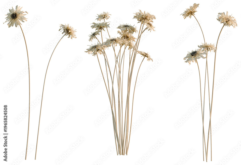 Fototapeta premium Gerbera jamesonii tree, elevation, front view, cutout, transparent background, isolate, Close-up of a vibrant dandelion seed head, a symbol of wishes and gentle dispersal.