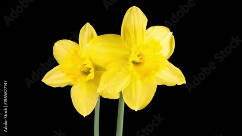 Narcissus Blossoms. Beautiful Timelapse of Two Yellow Narcissus Flowers Blooming on Black Background. 4K.