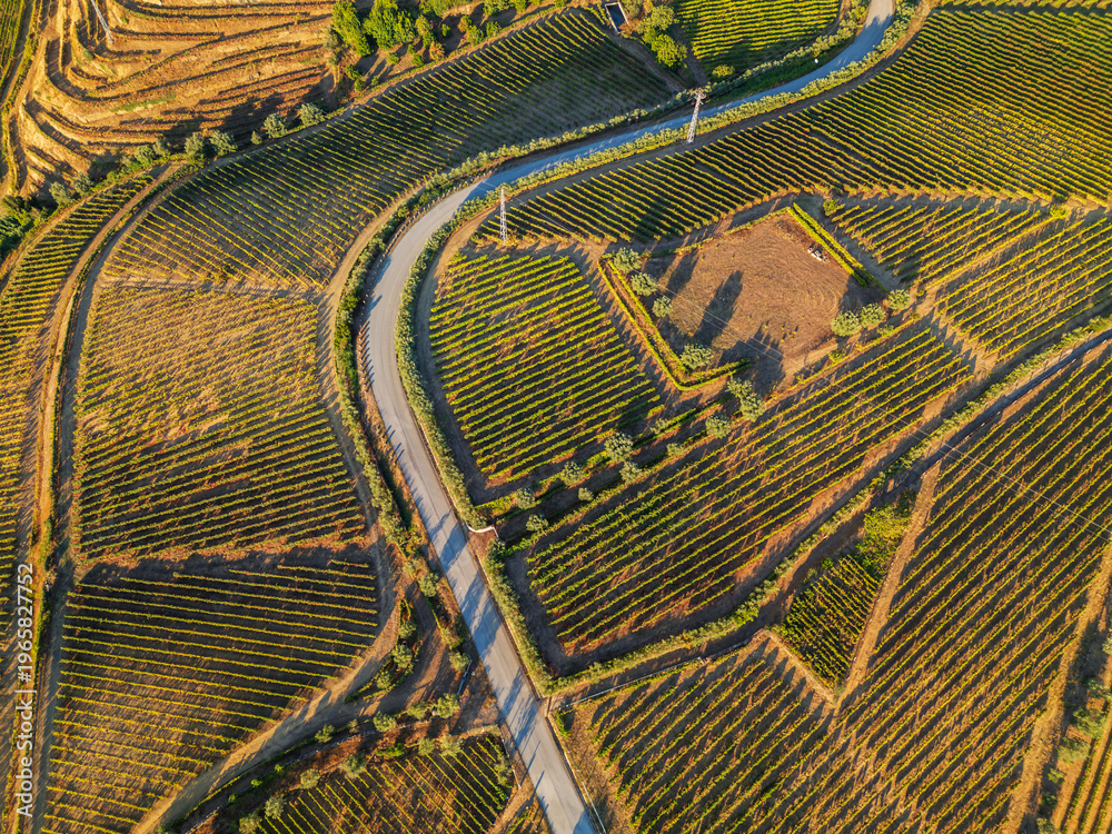 Obraz premium Top down drone view of terraced vineyards and a winding rural road in Douro Valley, Portugal, with geometric patterns and warm sunlight.