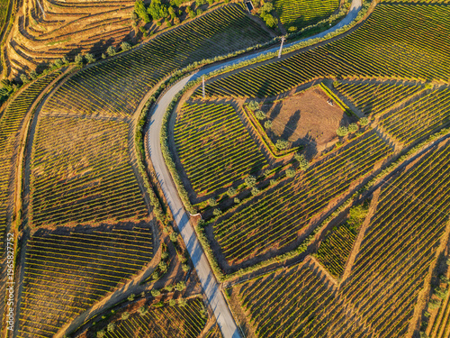Top down drone view of terraced vineyards and a winding rural road in Douro Valley, Portugal, with geometric patterns and warm sunlight.
