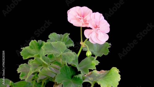 Pink Geranium Pelargonium Blossoms. Beautiful Time Lapse of Opening Pink Geranium Pelargonium Flower on Black Background. 4K.