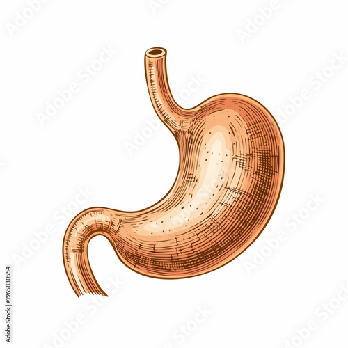 human stomach anatomical vintage medical engraving illustration isolated, detailed digestive system organ hand drawn antique anatomy woodcut style